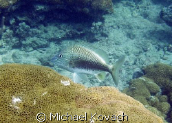 White Grunt on the inside reef at Lauderdale by the Sea by Michael Kovach 